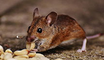 24 Hour & Emergency Exterminators in Norwalk, WI